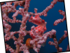 pygmy-seahorse